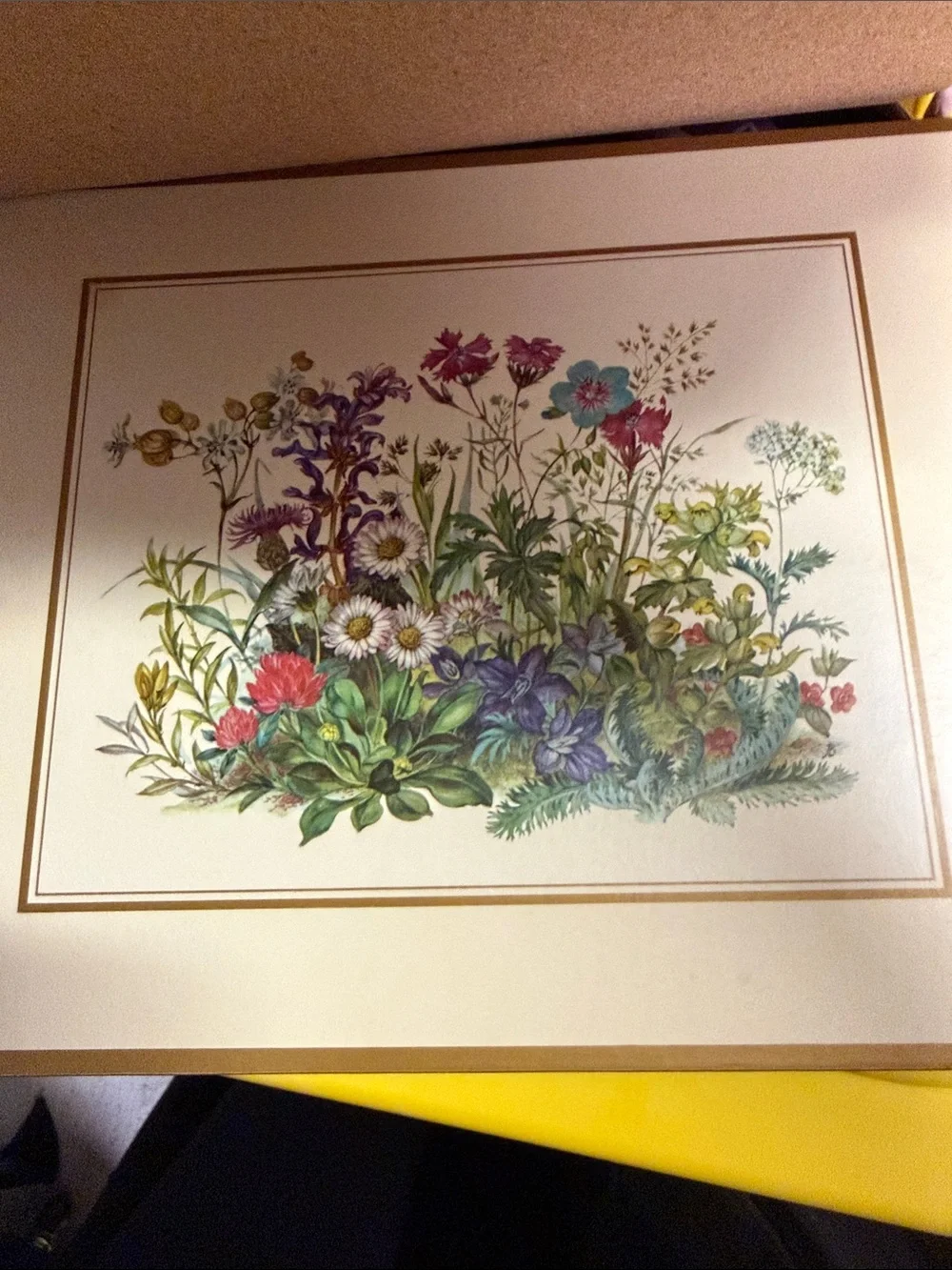 Pimpernel purple flowers set